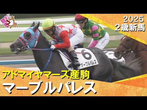 アドマイヤマーズ産駒マーブルパレスが人気に応えてV！酒井騎手「調教での力通り走ってくれた」2025年10月5日(日)２歳新馬　京都芝1200m　実況：岡安譲【カンテレ公式】