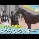 グッドマジック産駒アスクケンタッキーが4馬身差で快勝！藤原調教師「第1ステップとしては100点」2025年 10月4日(土)２歳新馬　京都芝1600m　実況：山本大貴【カンテレ公式】