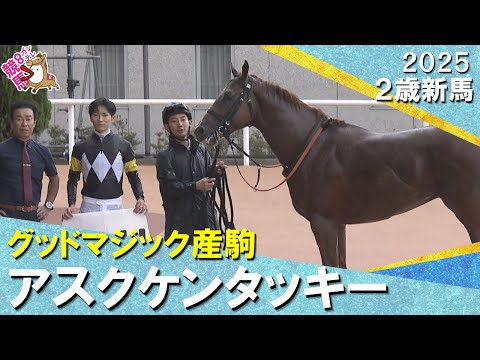 グッドマジック産駒アスクケンタッキーが4馬身差で快勝！藤原調教師「第1ステップとしては100点」2025年 10月4日(土)２歳新馬　京都芝1600m　実況：山本大貴【カンテレ公式】