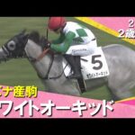 キズナ産駒ホワイトオーキッドが追い比べを制してデビュー勝ち!藤原調教師「期待している馬。桜花賞を目指したい」2025年 9月27日(土)2歳新馬 阪神芝1600m 実況:川島壮雄【カンテレ公式】