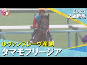 田口貫太騎手「強い競馬でした」タマモフリージアが３馬身半差の完勝！  2025年10月12日(日)２歳新馬　京都ダート1800m　実況：岡安譲【カンテレ公式】