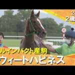 スウィートハピネスが上がり最速で差し切りデビュー勝ち !高杉騎手「まだまだ良くなる」2025年10月18日(土)2歳新馬 京都芝1600m 実況:石田一洋【カンテレ公式】