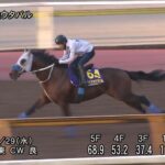 【天皇賞秋2025】追い切り/動きを見極め勝利に近づけ