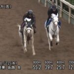 【アルテミスステークス2025】追い切り/動きからレースを紐解く