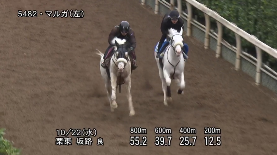 【アルテミスステークス2025】追い切り/動きからレースを紐解く