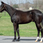 またまたまた三冠候補の怪物2歳馬発見