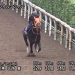 【富士ステークス2025】追い切り/調教を見てわかる事