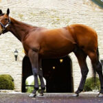 日本軽種馬協会がアメリカンファラオ導入