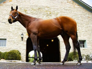 日本軽種馬協会がアメリカンファラオ導入