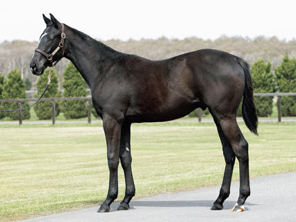 【2歳新馬】サンデーRの1番馬ブラックオリンピア出陣!・・・結果は