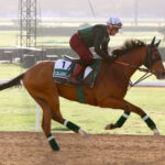 JC参戦のカランダガンが欧州年度代表馬に選出