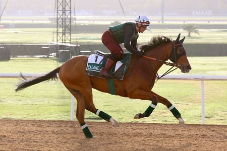 JC参戦のカランダガンが欧州年度代表馬に選出