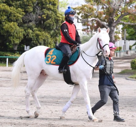 【悲報】白毛馬アオラキ故障を発生で予後不良