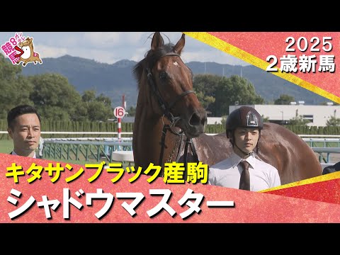シャドウマスターが1番人気鼻差で捉えデビュー勝ち！北村友一騎手「しぶとく脚を使ってくれた。さらに良くなりそう」2025年11月1日(土)２歳新馬　京都芝2000m　実況：服部優陽　【カンテレ公式】