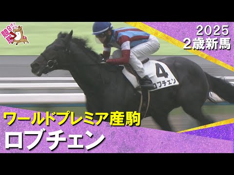 ワールドプレミア産駒ロブチェンが３馬身差で完勝！松山騎手「追ってからも強かった」2025年11月9日(日)２歳新馬　京都芝2000m　実況：岡安譲【カンテレ公式】