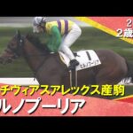 ４番人気ヒルノプーリアが逃げ切りデビュー勝ち！秋山稔樹騎手「理想的な競馬ができたのかなと思います」2025年11月9日(日)２歳新馬　京都ダート1400m　実況：服部優陽【カンテレ公式】
