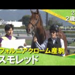 コスモレッドがゴール前で差し切りデビュー勝ち！高杉騎手「いい内容で走ってくれました」2025年11月8日(土)２歳新馬　京都芝1400m　実況：服部優陽【カンテレ公式】