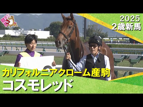 コスモレッドがゴール前で差し切りデビュー勝ち！高杉騎手「いい内容で走ってくれました」2025年11月8日(土)２歳新馬　京都芝1400m　実況：服部優陽【カンテレ公式】