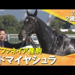 母も兄も重賞Vの良血アドマイヤシュラが快勝！Ｃ.デムーロ騎手「すごく素質を感じる」2025年11月8日(土)２歳新馬　京都芝1800m　実況：服部優陽【カンテレ公式】