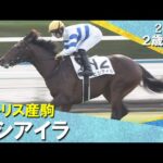 モーリス産駒ヒシアイラが人気に応えて快勝！荻野極騎手「途中からは上手に走れていました」2025年11月2日(日)２歳新馬　京都芝1600m　実況：服部優陽【カンテレ公式】