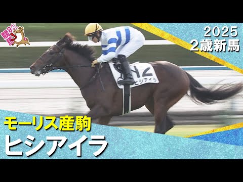 モーリス産駒ヒシアイラが人気に応えて快勝！荻野極騎手「途中からは上手に走れていました」2025年11月2日(日)２歳新馬　京都芝1600m　実況：服部優陽【カンテレ公式】