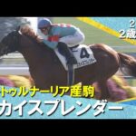 スカイスプレンダーが１番人気に応えて快勝！Ｃ.デムーロ騎手「楽にゴールまで駆け抜けた」2025年11月23日(日)２歳新馬　京都芝1800m　実況：川島壮雄【カンテレ公式】
