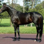 キタサンブラックとイクイノックスの種付け料2500万へ