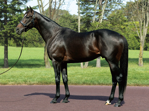 キタサンブラックとイクイノックスの種付け料2500万へ