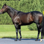 社台SSやっと満口の種牡馬が現れる