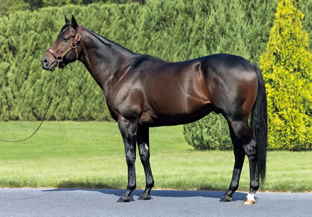 社台SSやっと満口の種牡馬が現れる