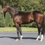 リアルスティール 、種付け料1000万