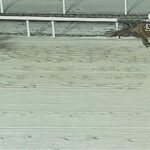 【JBCクラシック】ミッキーファイト完勝でJpnIを2連勝！2着はメイショウハリオ