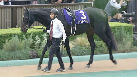 【ジャパンC】ジャスティンパレス狙っていヤツ