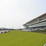 京都芝クッション値が発表、クッション11の超高速馬場