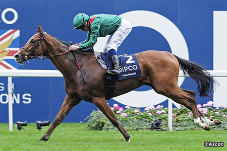 【ジャパンC】カランダガン調教師「スタンド前の雑音と大きなスクリーンの映像がものすごいストレス」