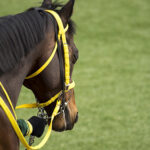 伸ばし棒、濁音、半濁音、促音、拗音がひとつも入っていない名馬は存在しない説