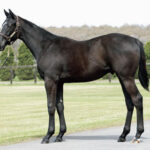 【2歳未勝利】注目のブラックオリンピアまたも勝ち上がりならず