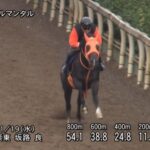 【マイルCS 2025】追い切り/調教を見てわかる事