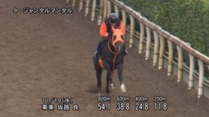 【マイルCS 2025】追い切り/調教を見てわかる事