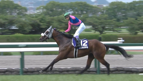 メイショウタバル次走は有馬記念に決定