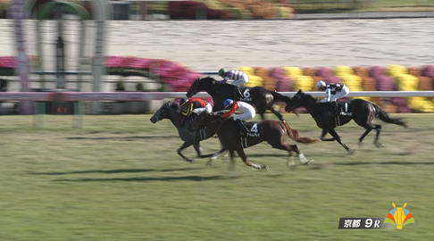 【黄菊賞】ノチェセラーダ&Cデムーロ騎手がキタ━━━━(゚∀゚)━━━━!!