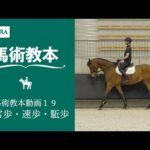 【馬事公苑】馬術教本動画19 常歩・速歩・駈歩 | JRA公式