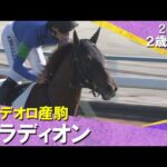 レイデオロ産駒パラディオンが断然人気に応えてデビュー勝ち！高杉騎手「上のレベルで戦うにはもう少し器用さが必要」2025年11月30日(日)２歳新馬　京都芝2000m　実況：服部優陽【カンテレ公式】