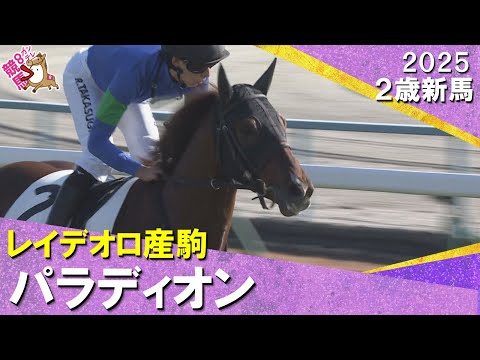 レイデオロ産駒パラディオンが断然人気に応えてデビュー勝ち！高杉騎手「上のレベルで戦うにはもう少し器用さが必要」2025年11月30日(日)２歳新馬　京都芝2000m　実況：服部優陽【カンテレ公式】