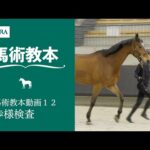 【馬事公苑】馬術教本動画12 歩様検査 | JRA公式