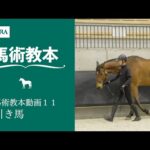 【馬事公苑】馬術教本動画11 引き馬 | JRA公式