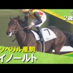 クリソベリル産駒クイノールトが２馬身差で快勝！プーシャン騎手「才能はあります」2025年12月7日(日)２歳新馬　阪神ダート1800m　実況：服部優陽【カンテレ公式】