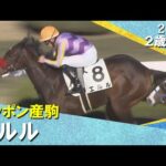 米国産馬エルルが逃げ切りデビュー勝ち！菱田騎手「いいスピードがあります」2025年12月6日(土)２歳新馬　阪神ダート1200m　実況：川島壮雄【カンテレ公式】