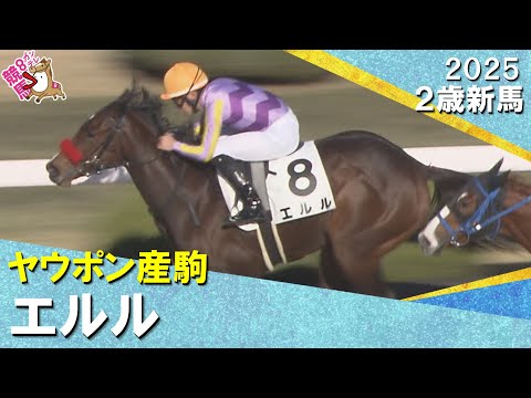 米国産馬エルルが逃げ切りデビュー勝ち！菱田騎手「いいスピードがあります」2025年12月6日(土)２歳新馬　阪神ダート1200m　実況：川島壮雄【カンテレ公式】
