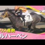 モーリス産駒エルハーベンが逃げ切りデビュー勝ち！高杉騎手「次のレースに向けては課題もたくさん」2025年12月6日(土)２歳新馬　阪神芝2000m　実況：川島壮雄【カンテレ公式】